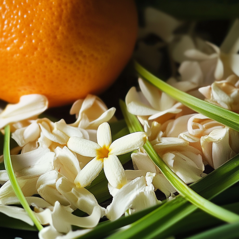 Jasmin and Orange in sun light