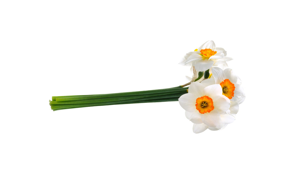 The Trend No. 10 - Polka Dot Dance Travel Spray - House of Sillage