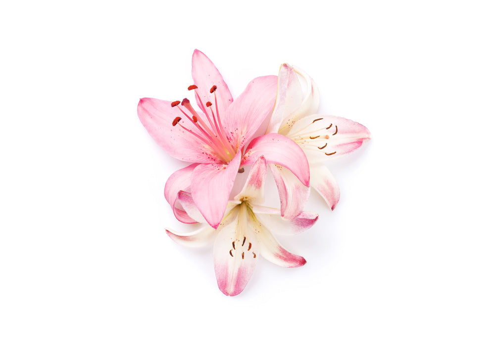 The Trend No. 4 - House of Sillage