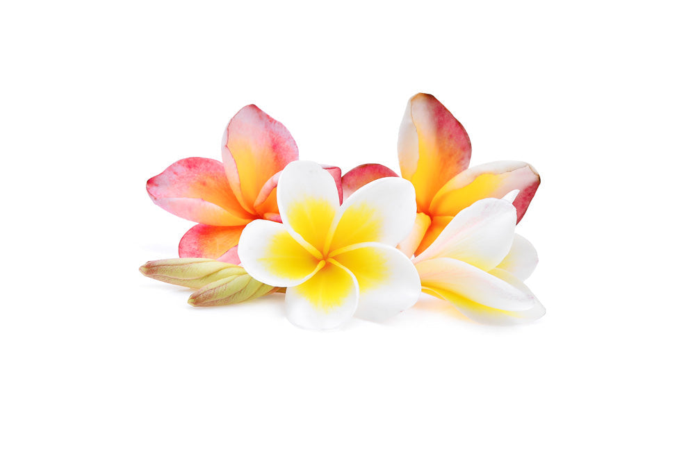 The Trend No. 4 - House of Sillage