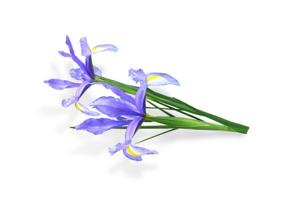 The Trend No. 6 - House of Sillage